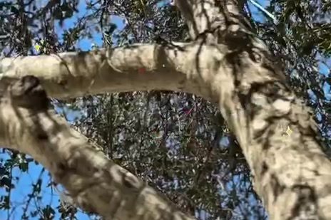 Ramas de un encino contra el cielo azul, en el patio de Colegio Encinos